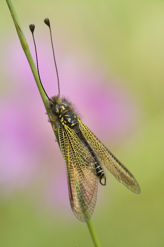 Libelloides corsicus maschio