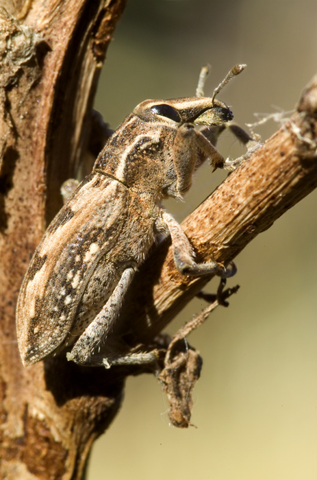 Stephanocleonus excoriatus