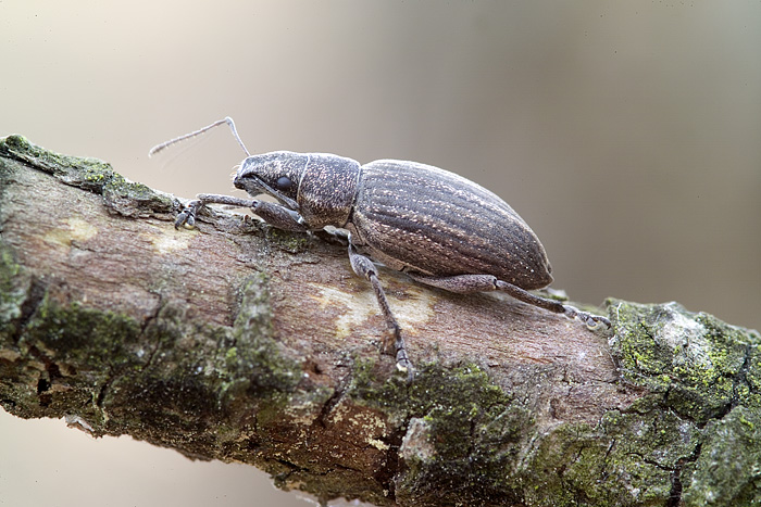 Brachyderes incanus in pineta