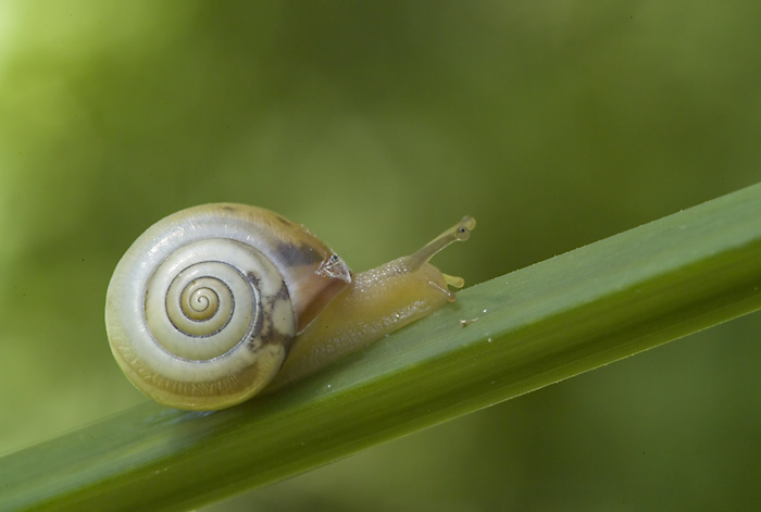 Gasteropode da determinare