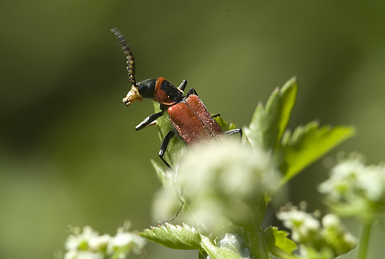 Clanoptilus rufus