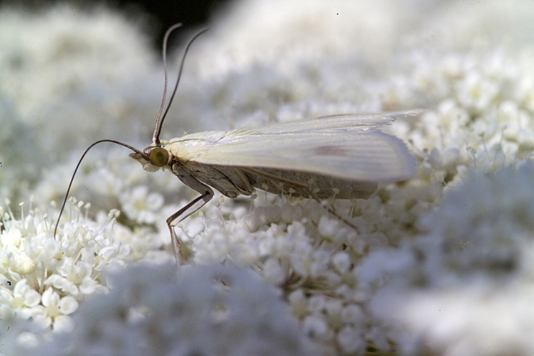 Sitochroa palealis