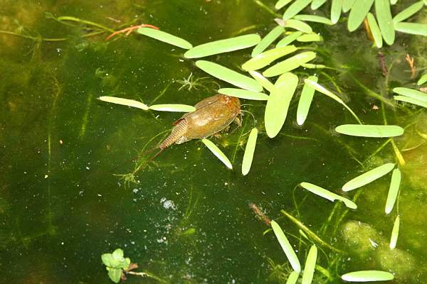 Triops cancriformes