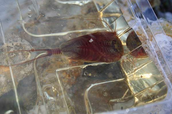 Triops cancriformes
