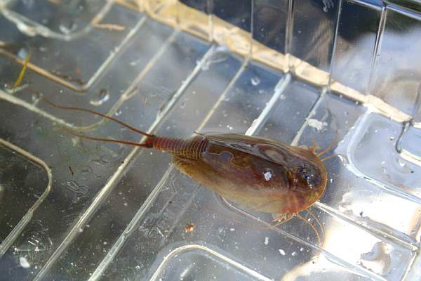 Triops cancriformes