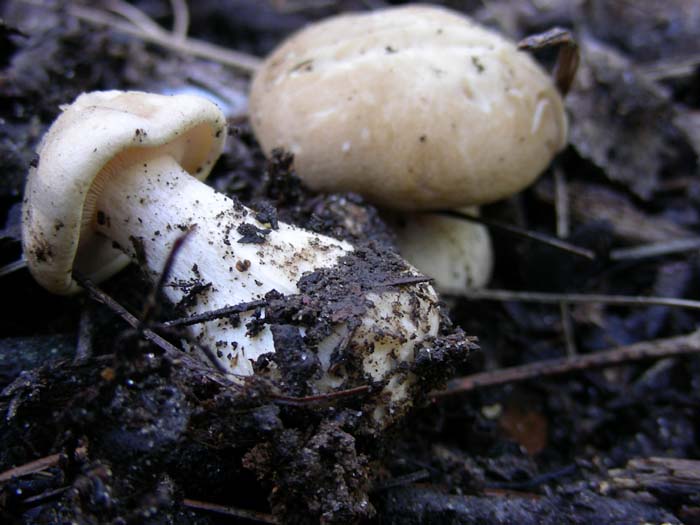 Calocybe gambosa 23.03.07