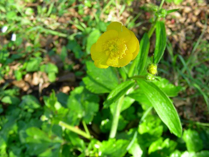 fiori fotografati il 27.03.07.