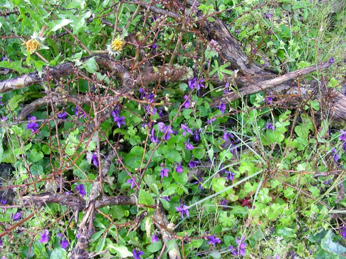 fiori fotografati il 27.03.07.
