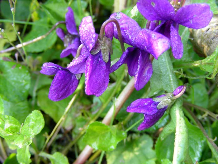 fiori fotografati il 27.03.07.
