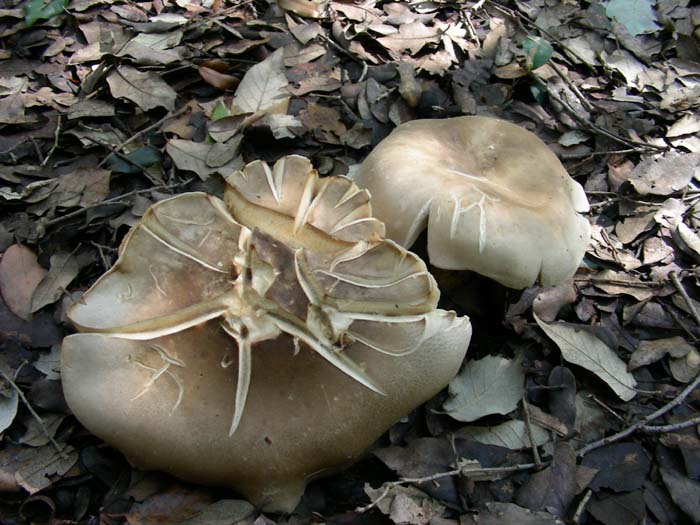 Lepista  fotog. 27.03.07