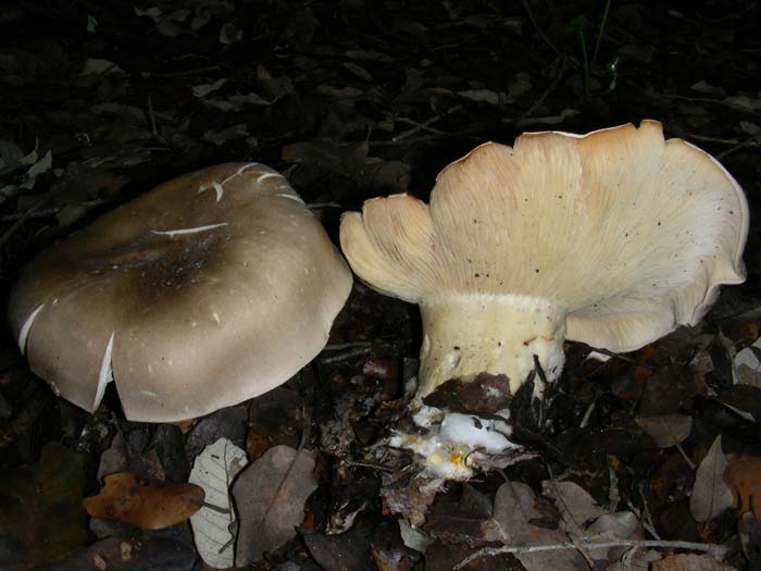 Lepista  fotog. 27.03.07