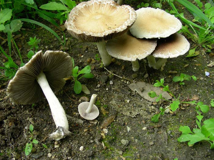 Psathyrella fotog. 03.04.07