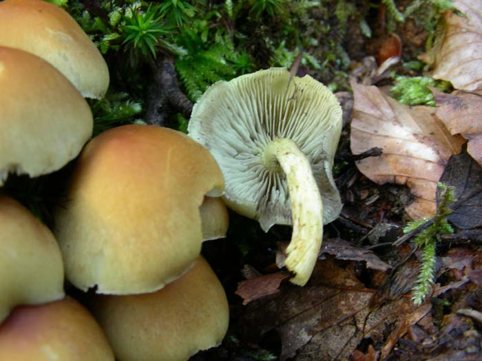 Hypholoma fasciculare? fotog.06.04.07