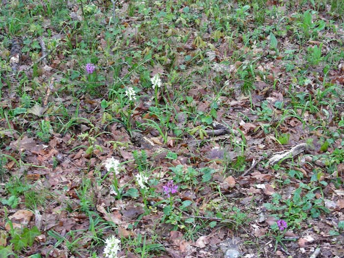 Dactylorhiza romana