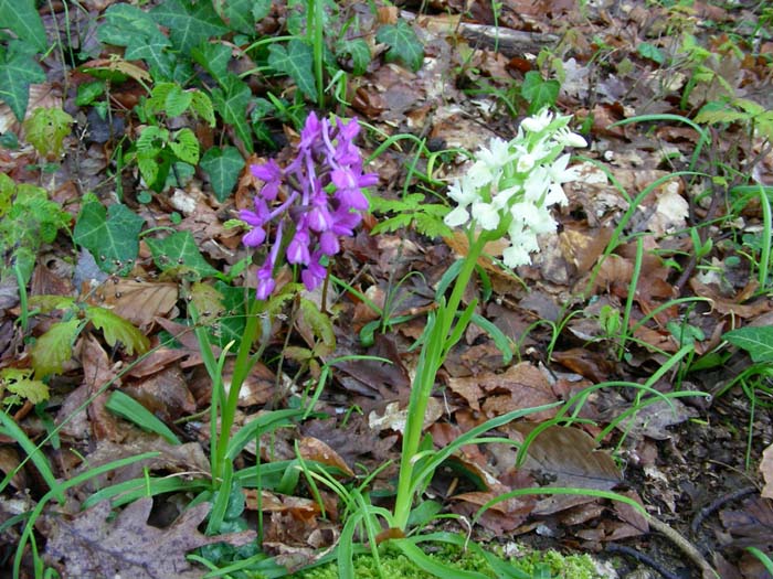 Dactylorhiza romana