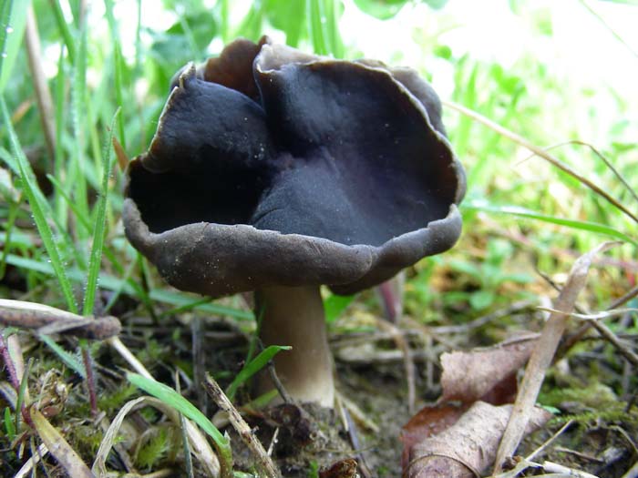 Helvella monachella fotog. il 06.04.07