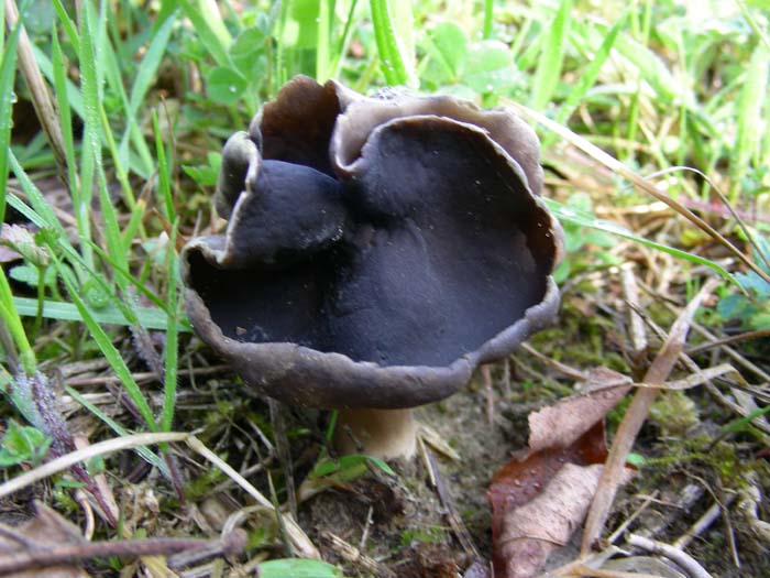 Helvella monachella fotog. il 06.04.07