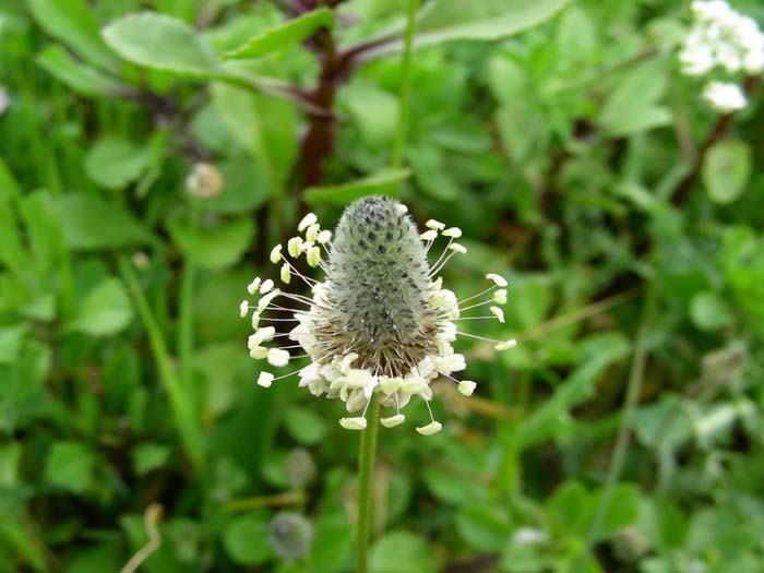 fotog.15.04.07: Trifolium, Hedysarum, Tordylium, Plantago