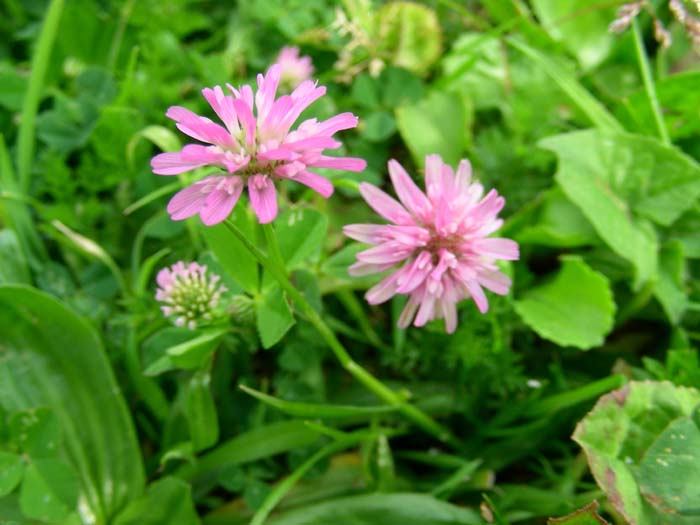 fotog.15.04.07: Trifolium, Hedysarum, Tordylium, Plantago