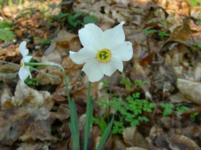 1. gruppo fiori fotog.17.04.07.
