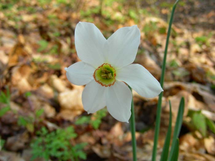 1. gruppo fiori fotog.17.04.07.