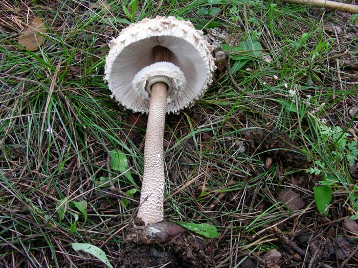Macrolepiota fotog. il 17.04.07 Litorale romano