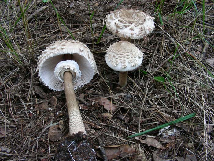 Macrolepiota fotog. il 17.04.07 Litorale romano