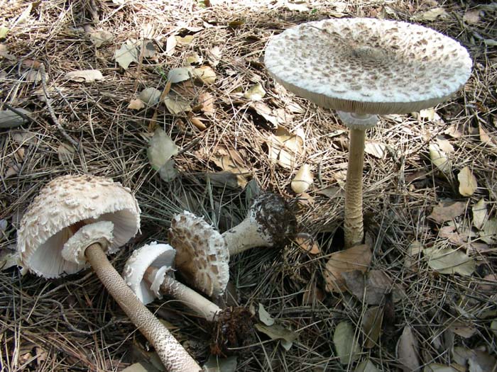 Macrolepiota fotog. il 17.04.07 Litorale romano