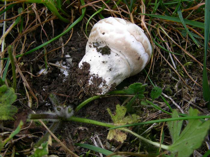 Agaricus fotog. il 20.04.07