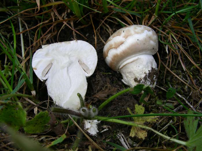 Agaricus fotog. il 20.04.07