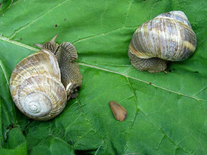 Helix straminea Briganti,1825