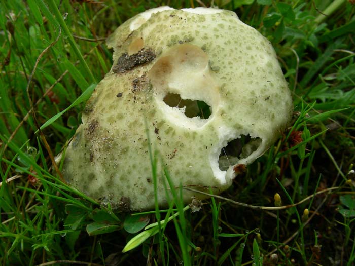 Russula virescens  fotog. 05.05.07