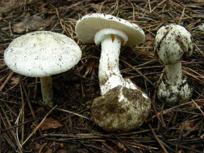 Amanita verna  05.05.07