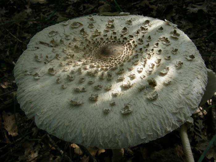 ritrovamenti dell''11.05.07