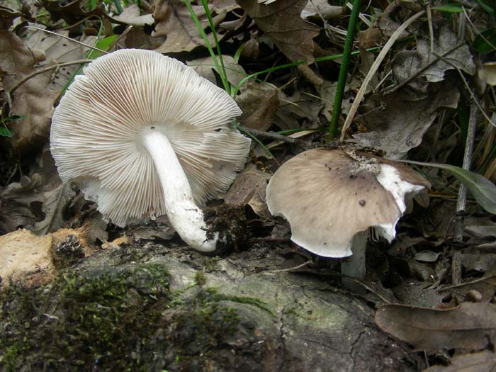 ritrovamenti dell''11.05.07