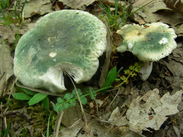 ritrovamenti dell''11.05.07