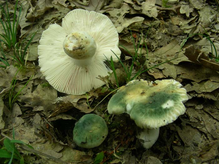 ritrovamenti dell''11.05.07