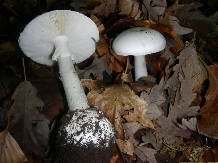 AMANITA verna fotografata il 18.05.07..