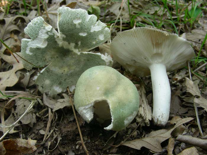 Russula  virescens fotog. il 22.05.07
