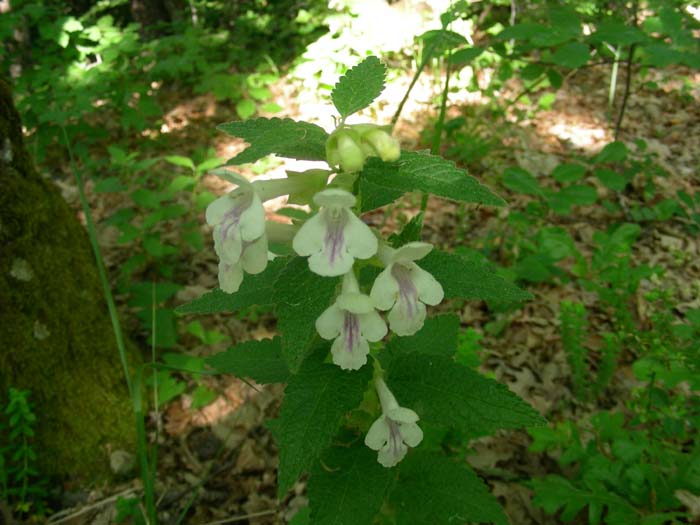 Melittis melissophyllum / Erba limona comune