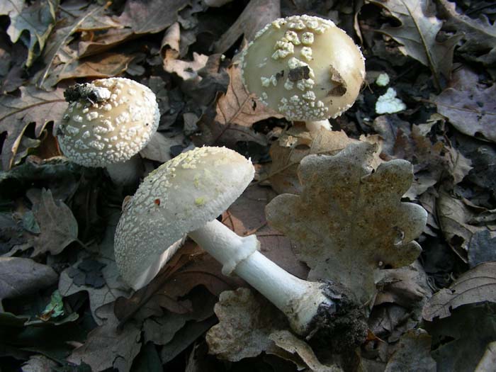 Amanita fotog. 05.06.07