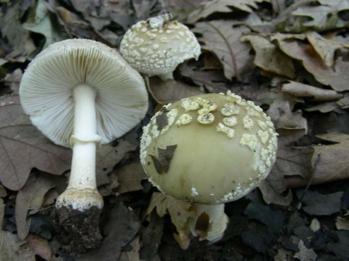 Amanita fotog. 05.06.07