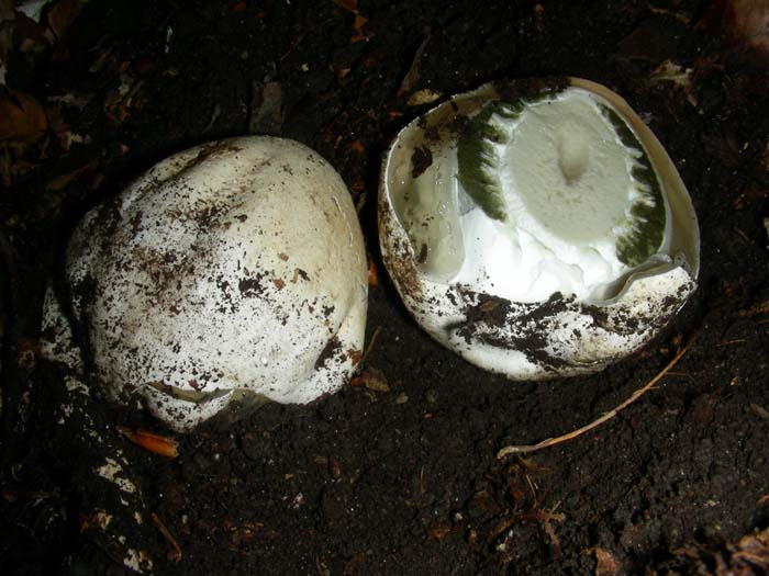 ritrovamenti del 08.06.07