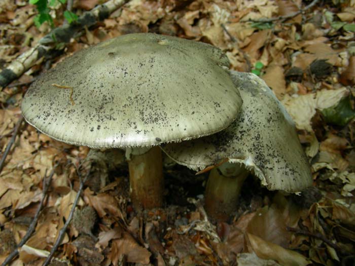 ritrovamenti del 08.06.07