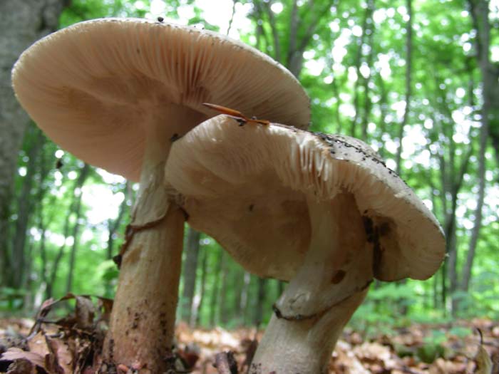 ritrovamenti del 08.06.07