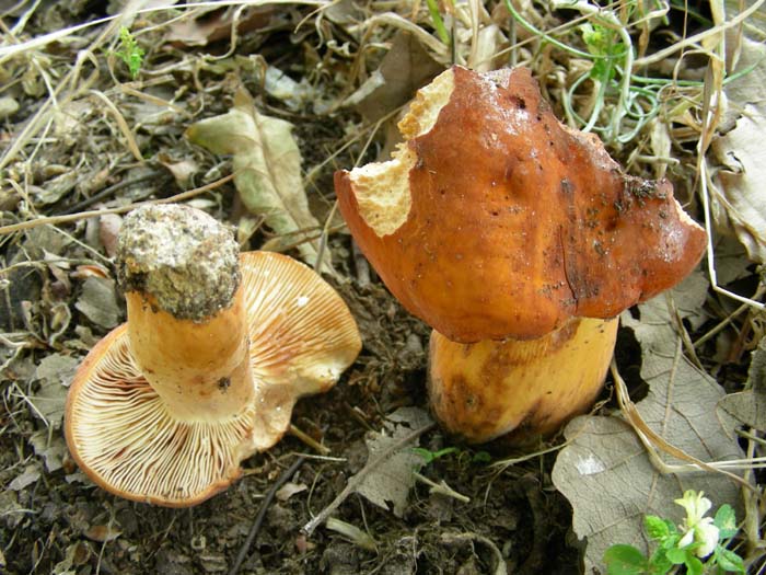 Lactarius fotog. il12.06.07