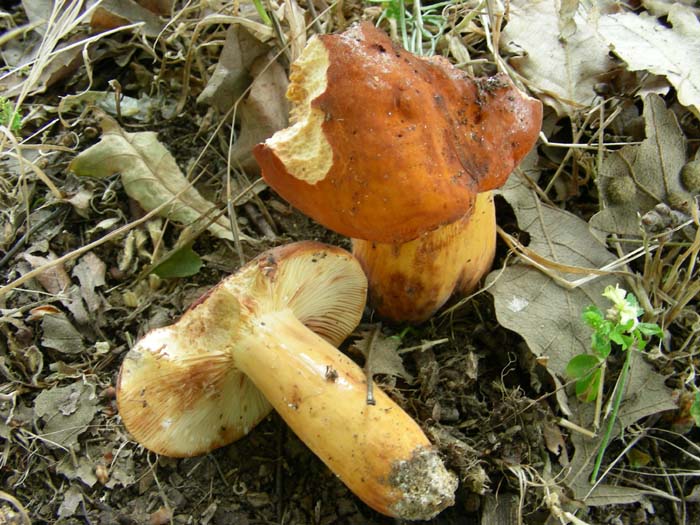 Lactarius fotog. il12.06.07