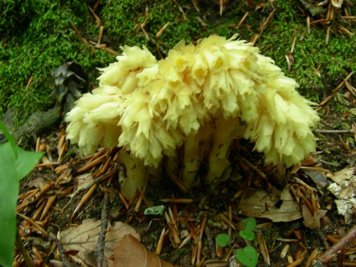 fotog.il 15.06.07. Monotropa hypopytis (scissa)
