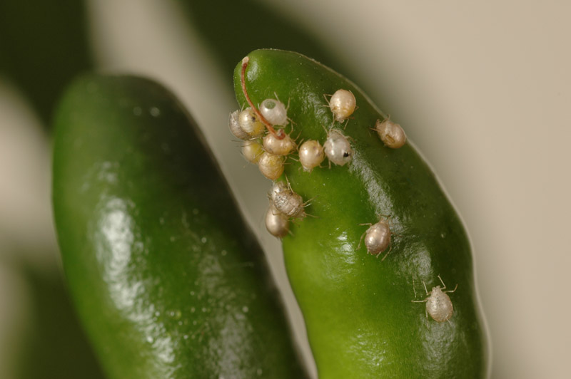 Afidi sul peperoncino