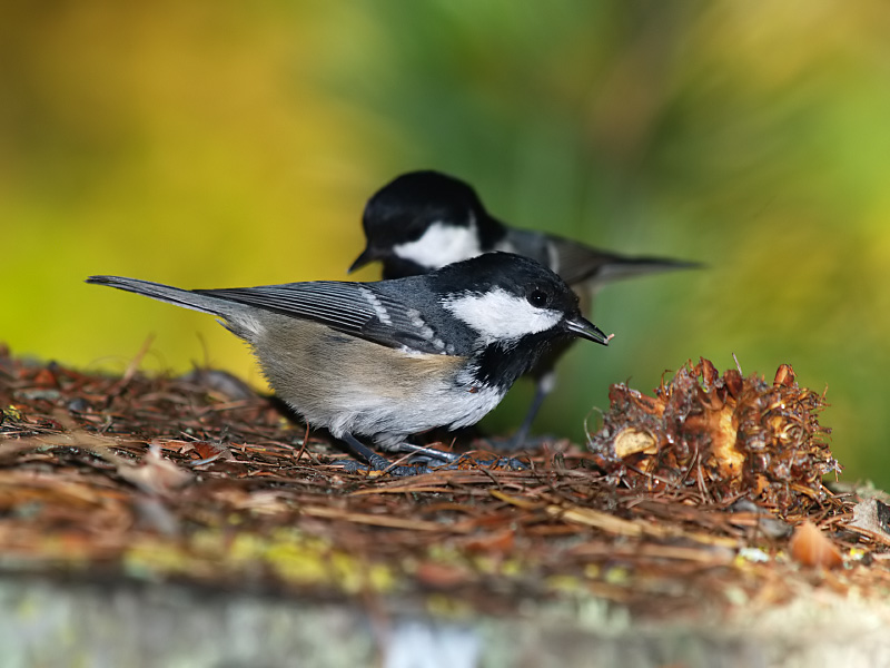 Cincia mora e Cincia bigia alpestre